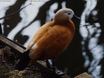 Ecouter les chants et les cris des Tadornes Casarca